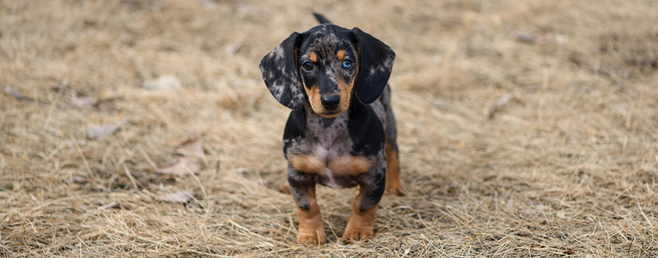 Dachshund puppy with blue eye