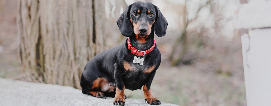 Dachshund sitting