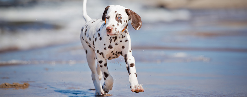 Dalmatian