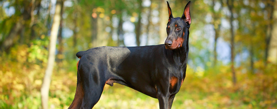 Doberman Pinscher 