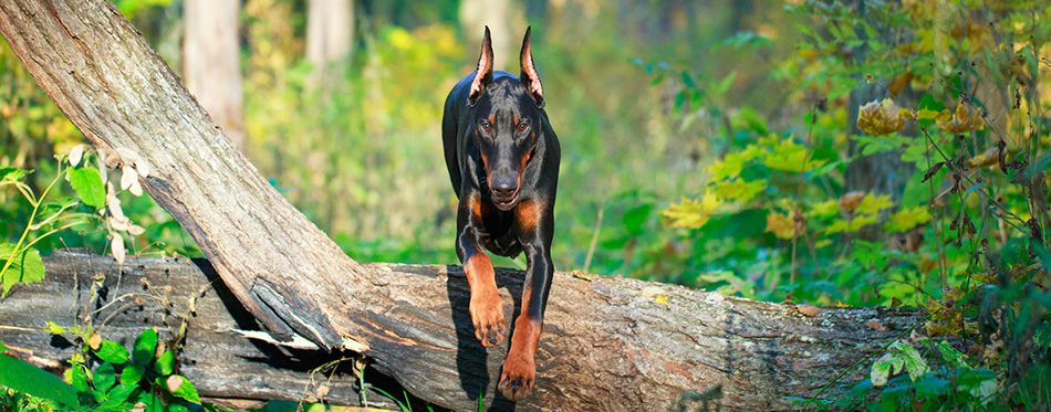 Doberman Pinscher