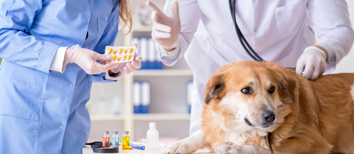 Doctor and assistant checking up golden retriever dog 
