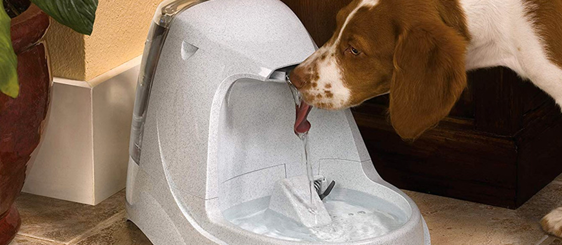 Dog Drincking Water