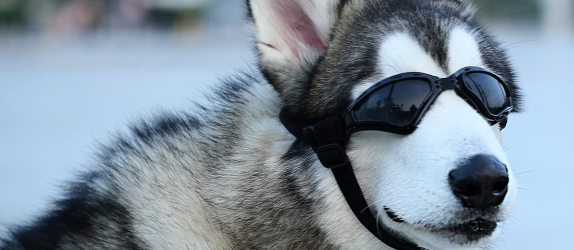 Dog Goggles Eye Protection