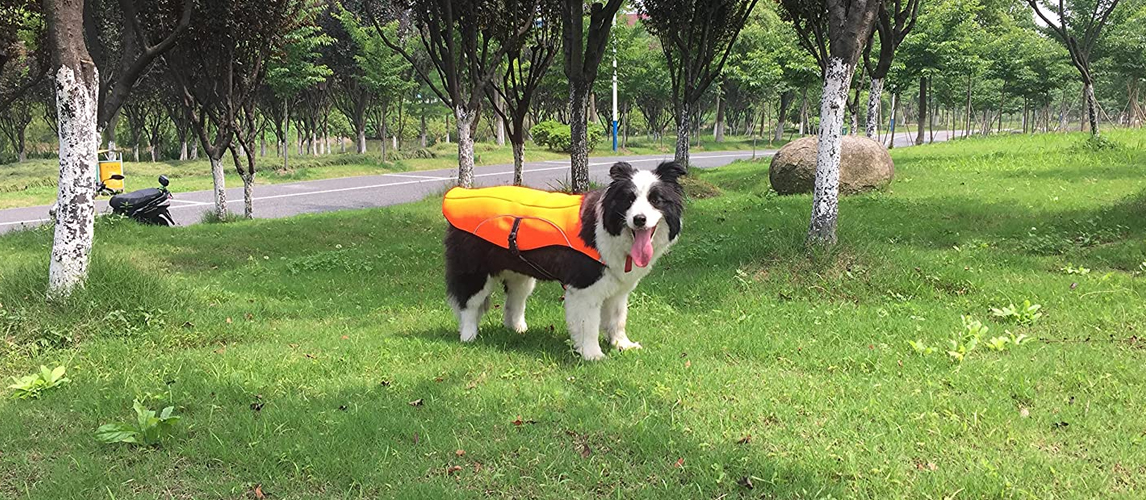 Dog With Cooling Jacket