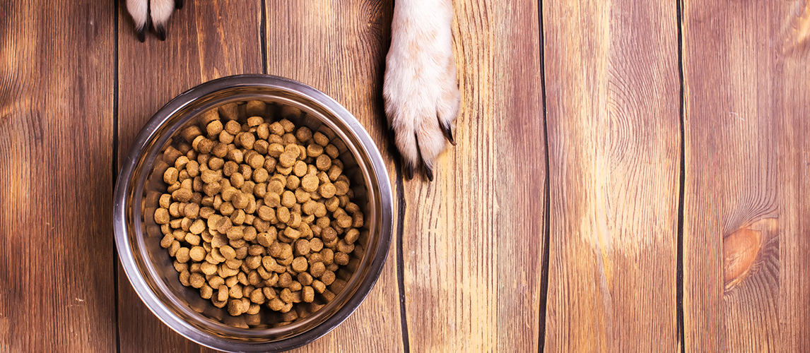 Dog and bowl of dry kibble food