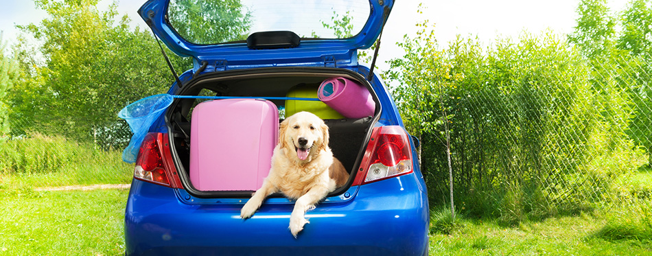 Dog and luggage in the car trunk