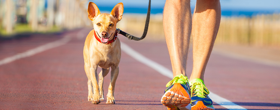 Dog and owner walking 