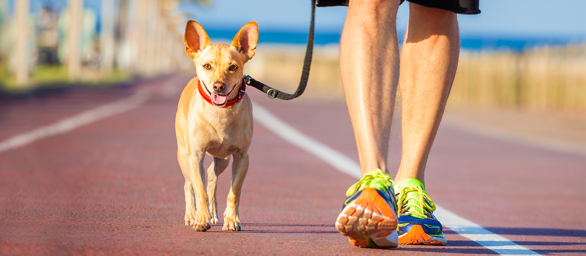 Dog and owner walking