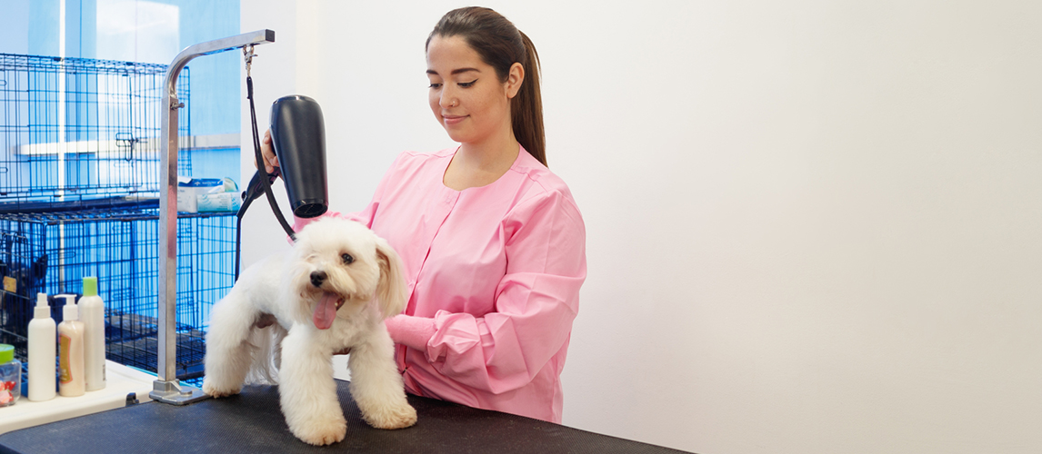 Dog at a grooming salon