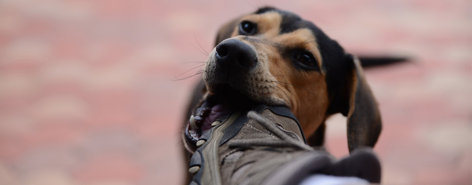 Dog biting shoe