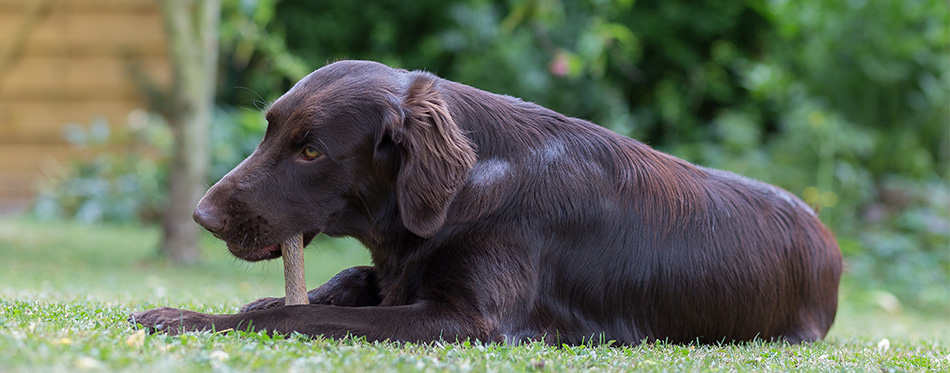 Dog chewing