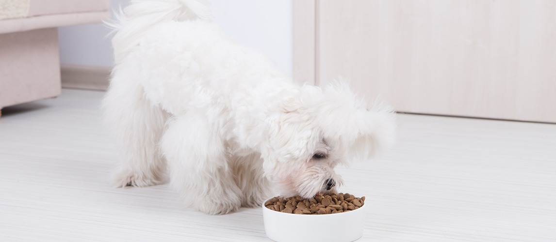 Dog eating dry food