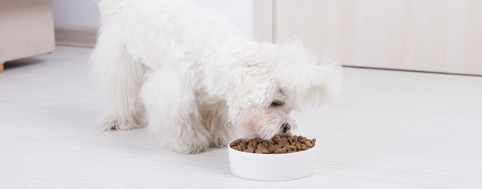 Dog eating dry food