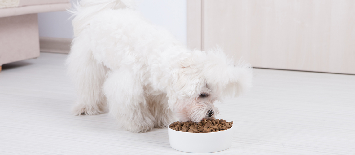 Dog eating dry food