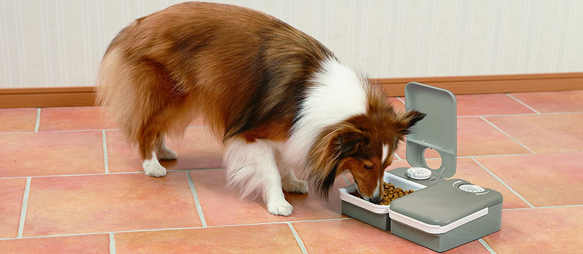 Dog eating food from an automatic feeder