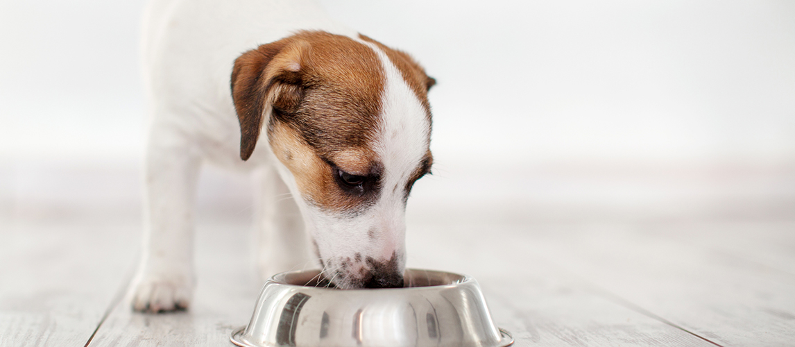 Dog eating food from bowl.