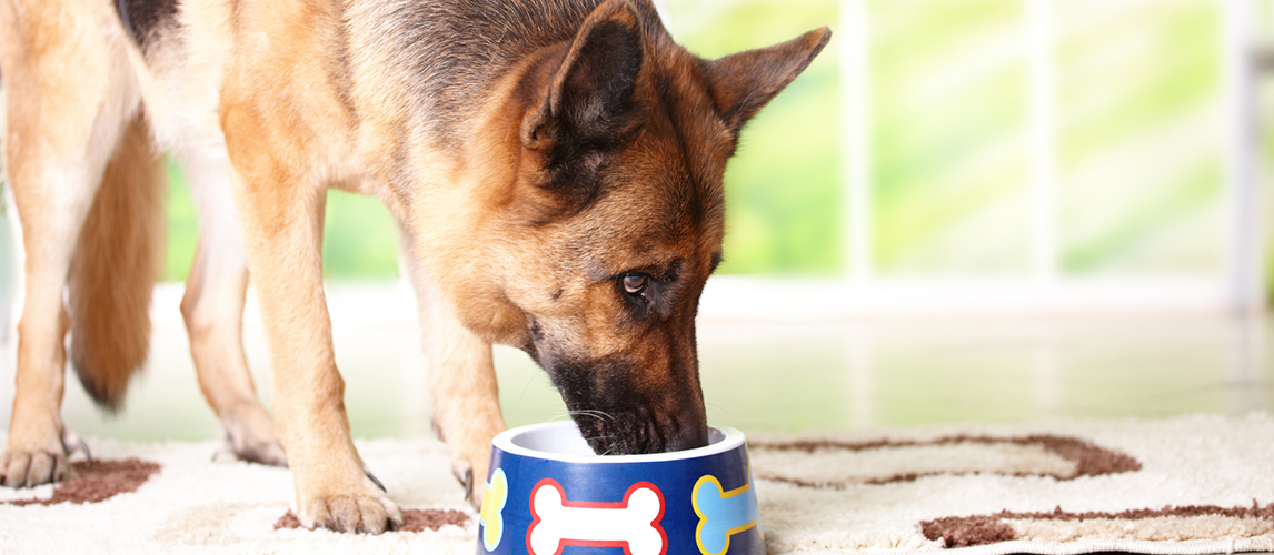 Dog eating from bowl