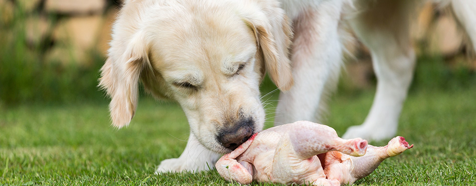 Dog eats a chicken