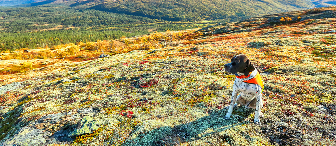 Dog english pointer enjoying nature