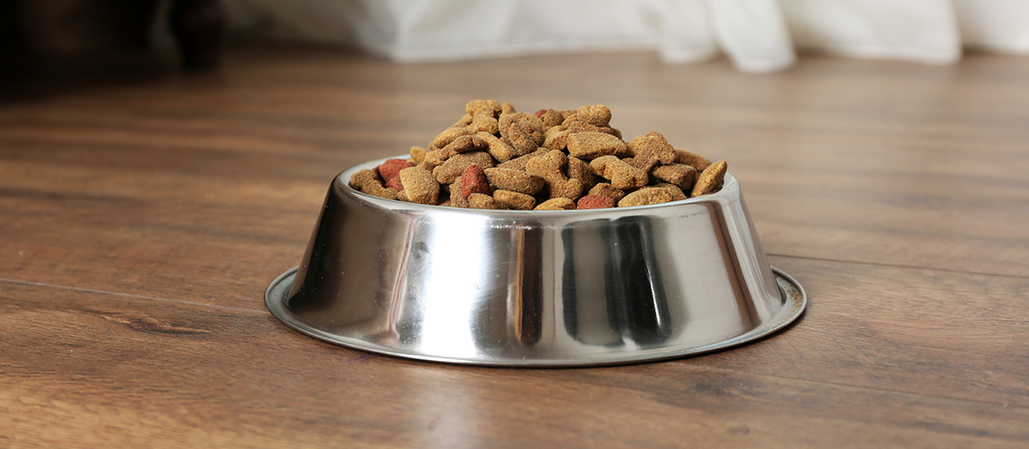 Dog food in a bowl on the floor 