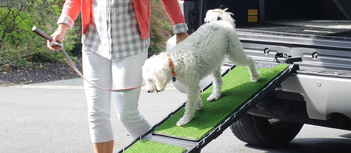 Dog getting out of the car