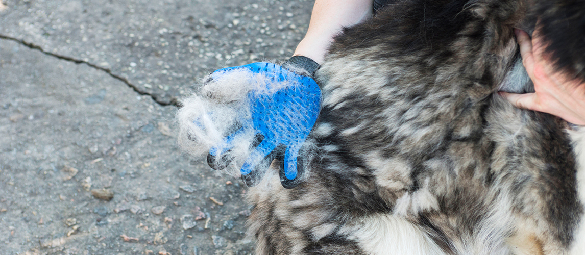 Dog grooming glove