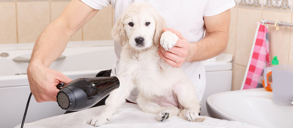 Dog hair dryer