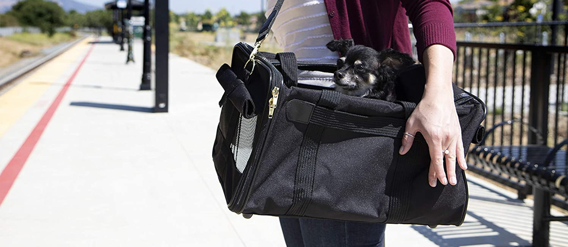 Dog in a carrier