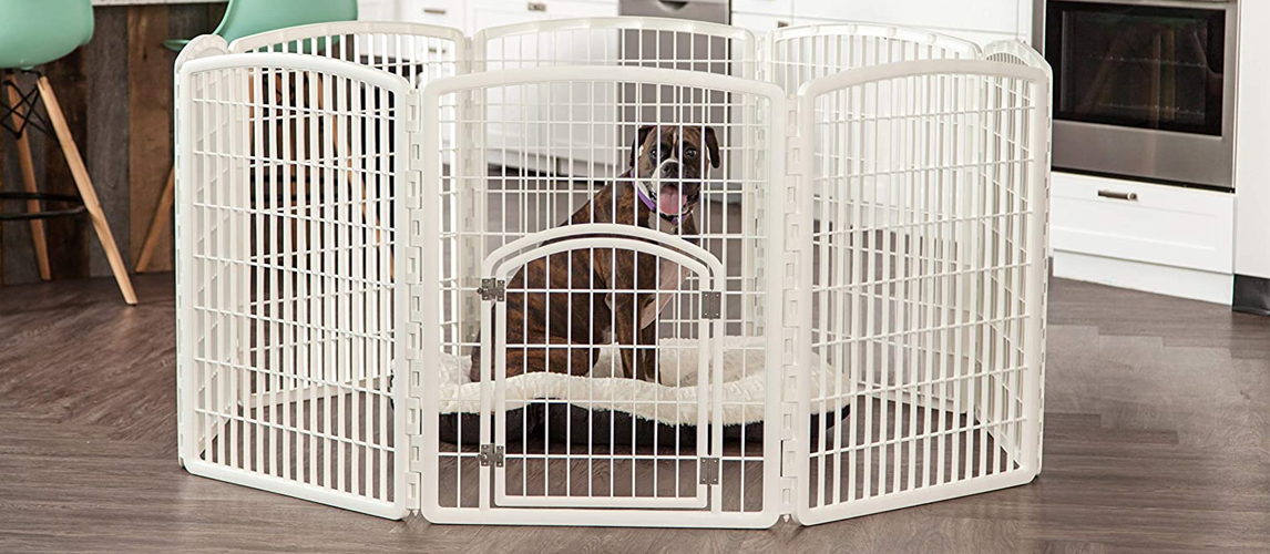 Dog in a playpen