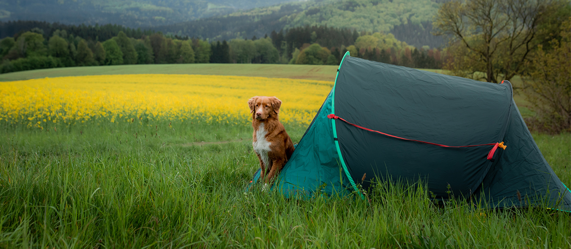 Dog in a tent in nature