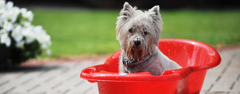 Dog in bathtub