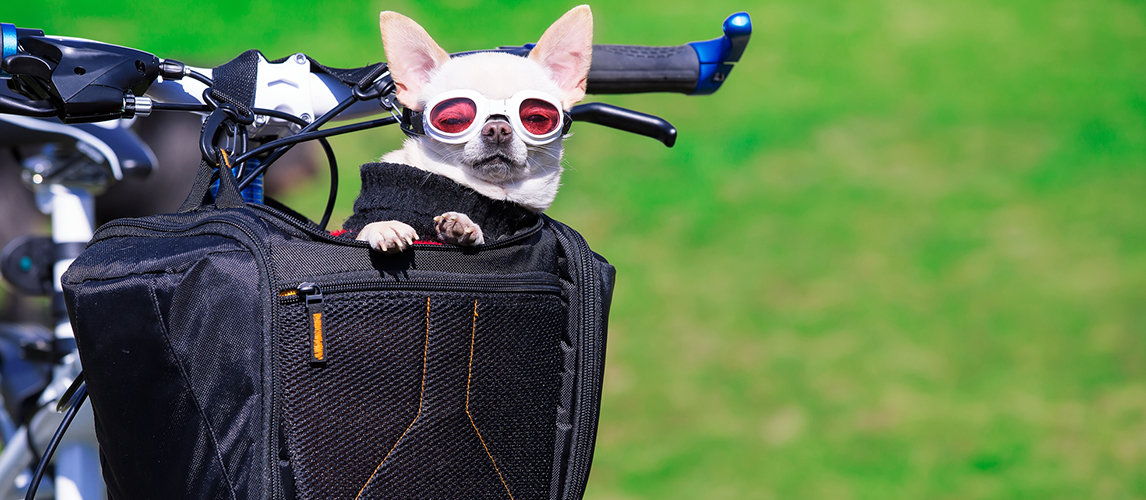 Dog in pet basket