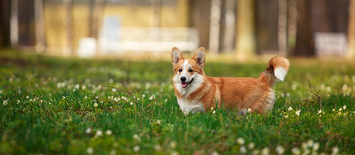 Dog in the woods