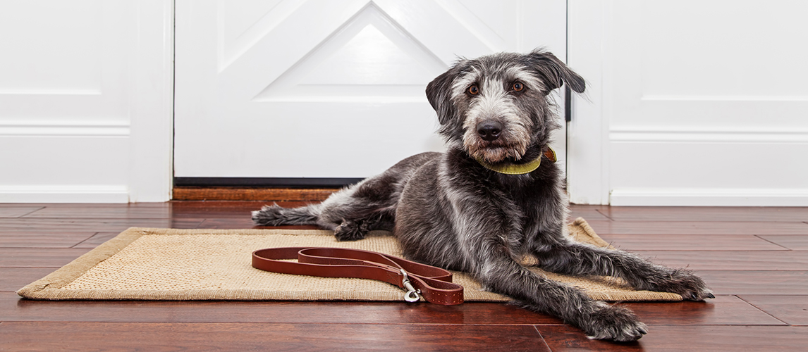 Dog laying down in front of door