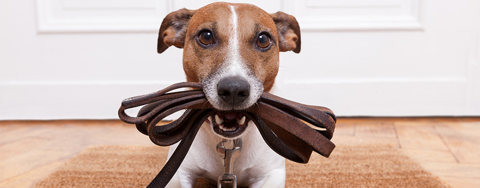 Dog leather leash