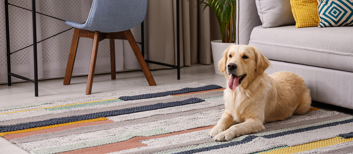 Dog liying on the carpet 