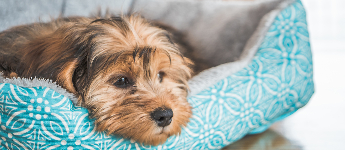 Dog lying in bed