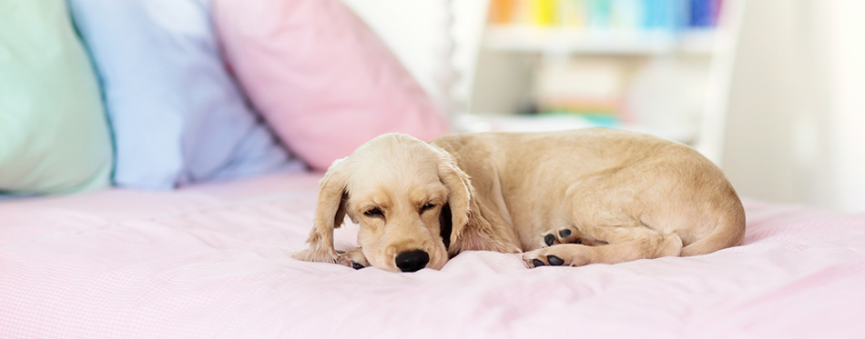 Dog lying on bed