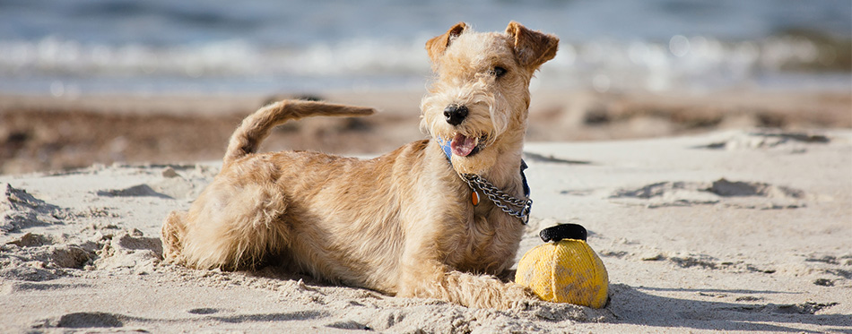 Dog lying on the beach with a yellow ball
