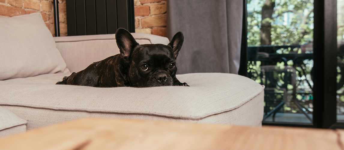 Dog lying on the couch