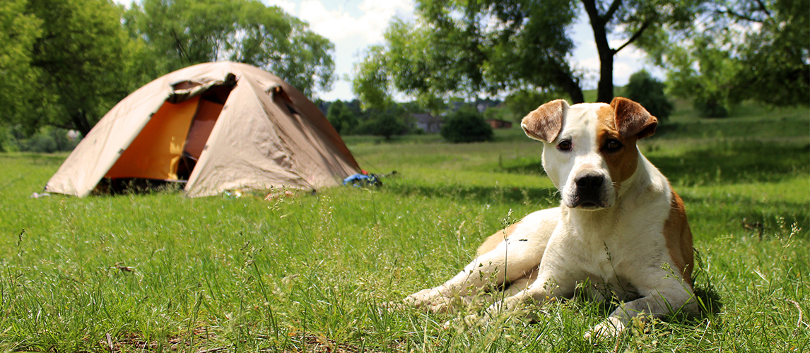 Dog lying on the grass near the tent