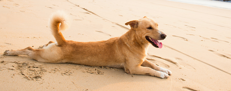 Dog lying on the sand