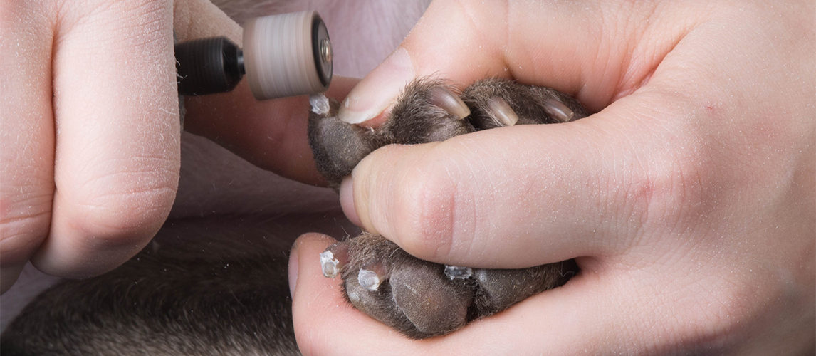 Dog nail grinder