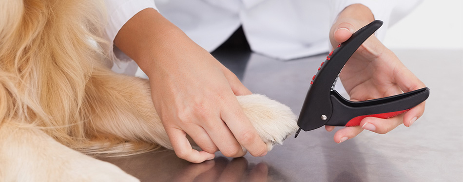 Dog nails cutting