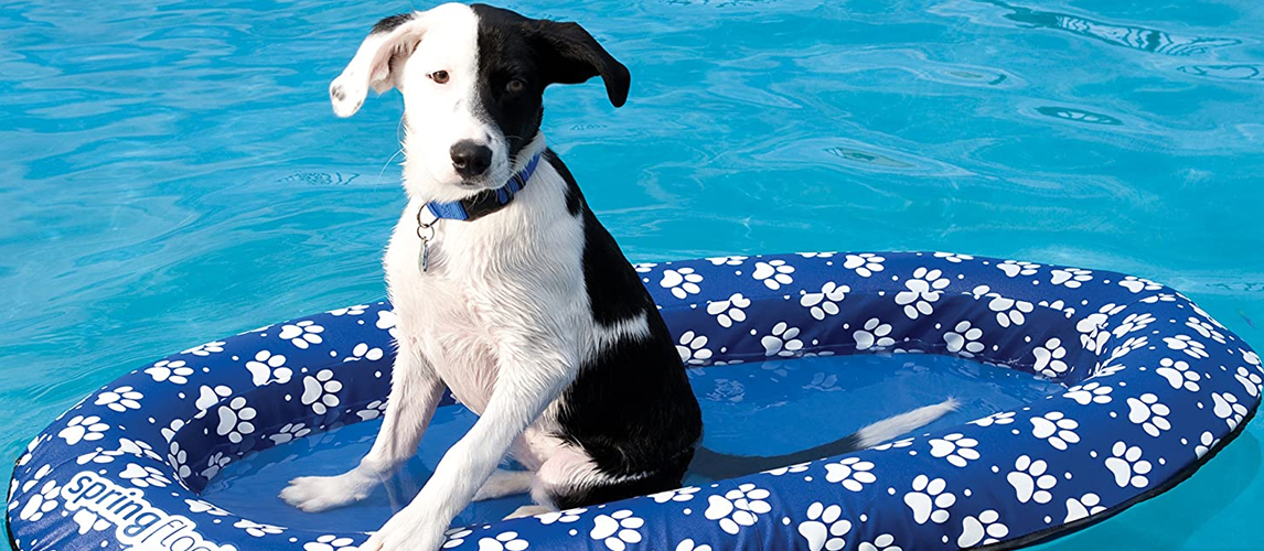 Dog on Pool Float