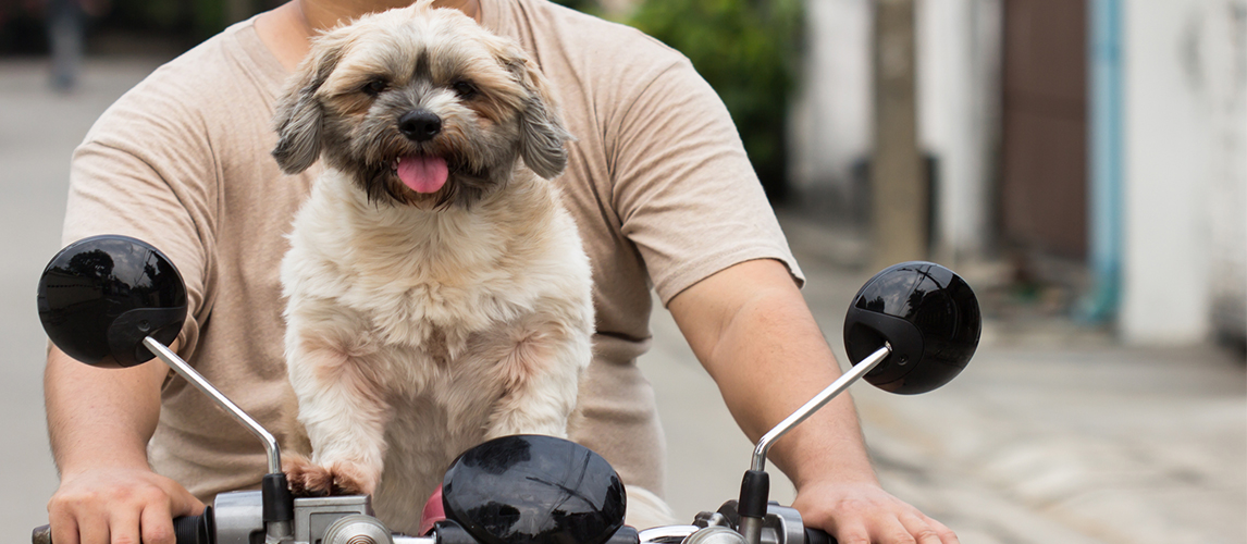 Dog on a motorcycle