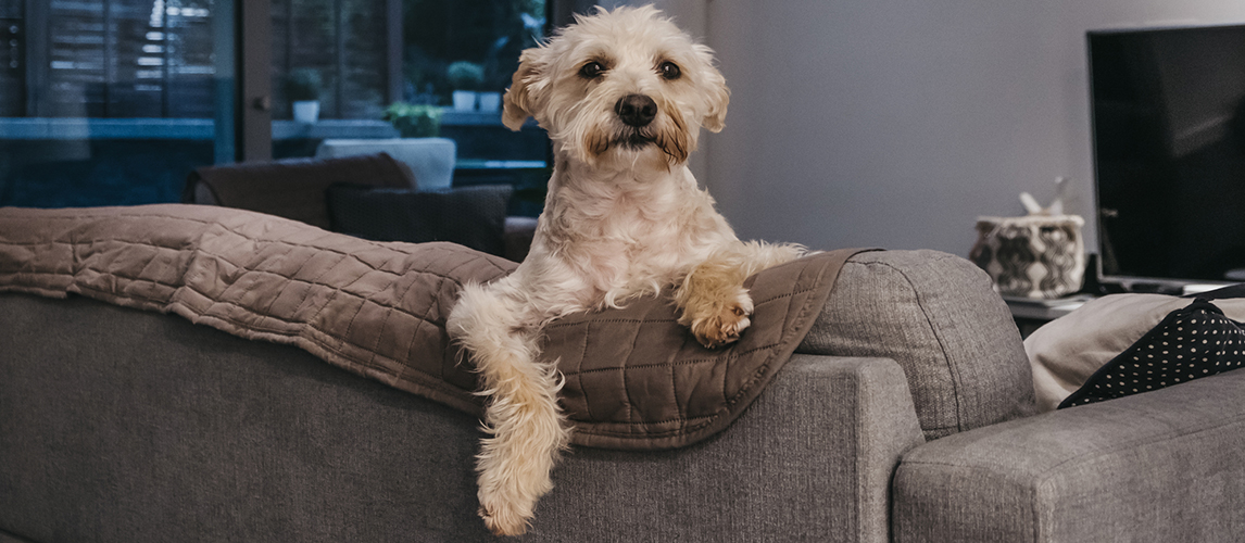 Dog on a sofa at home