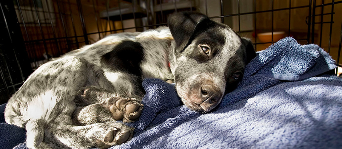 Dog on crate pad