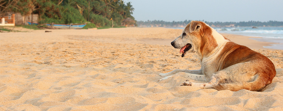 Dog on the beach